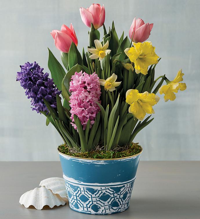 Amaryllis Gifts Amaryllis Plants & Bulbs Harry & David