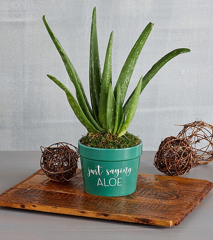 &quot;Just Saying Aloe&quot; Plant Gift