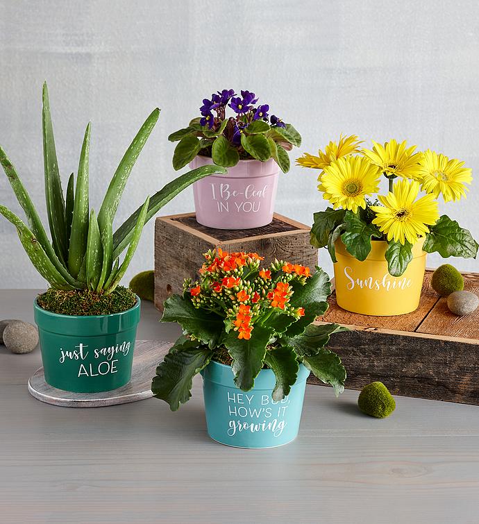 "Just Saying Aloe" Plant Gift