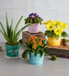 Gerbera Daisy Plant Gift
