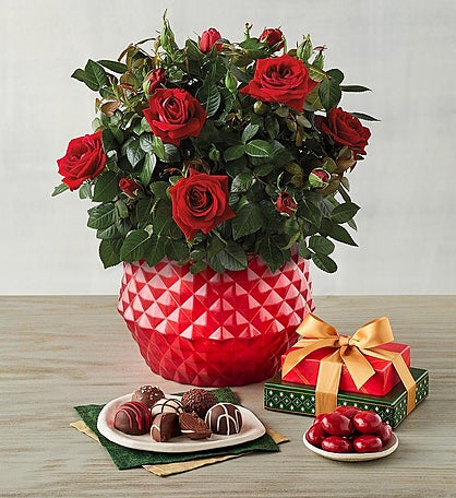 Mini Rose Plant with Holiday Treats