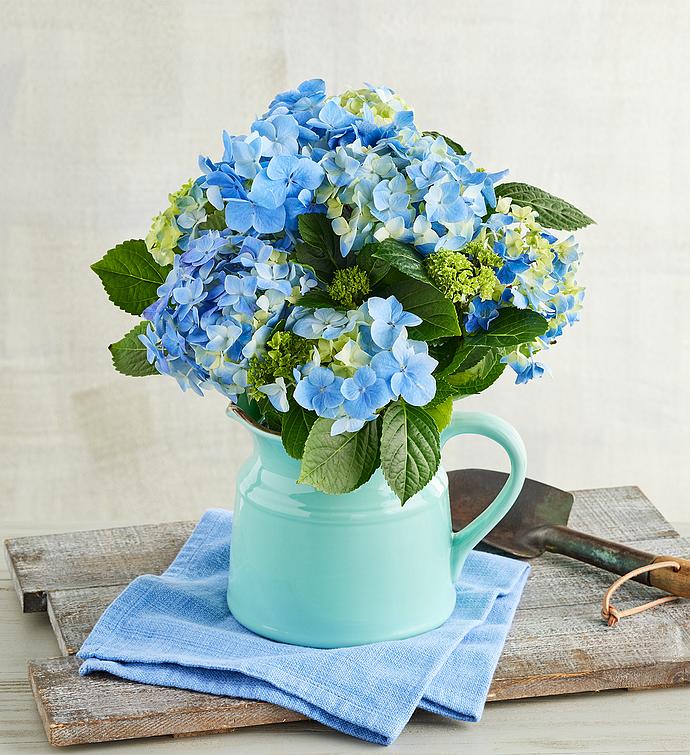 Hydrangea in Pitcher