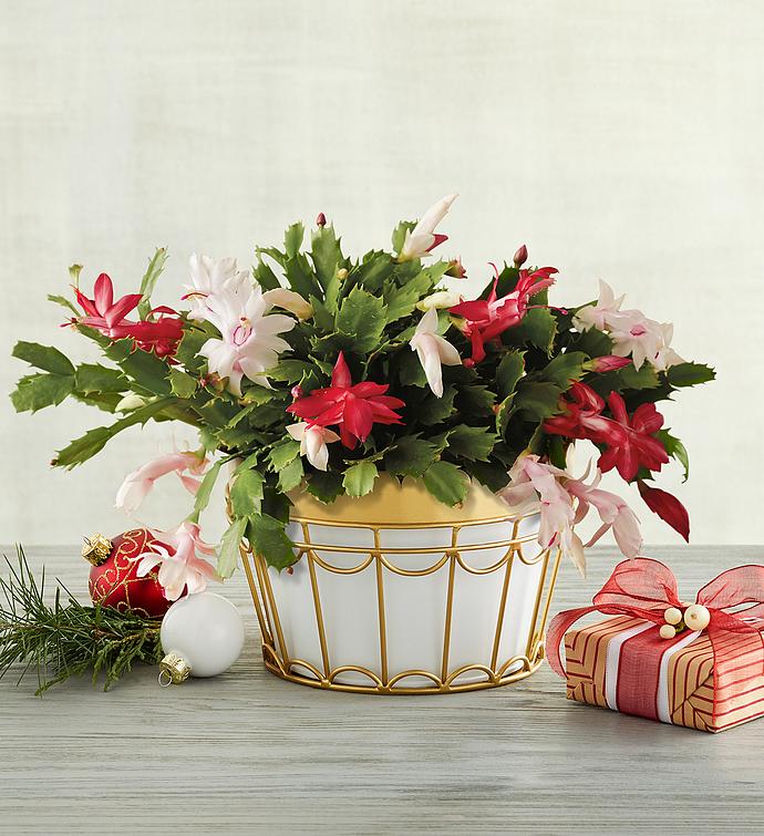 Christmas on sale cactus delivery