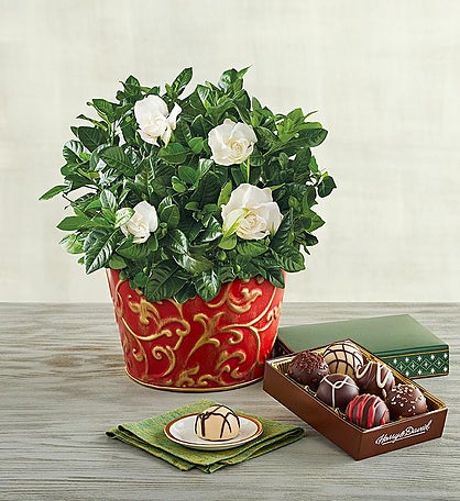6" Gardenia with Truffles Gift 