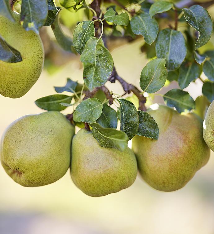 Royal Riviera® Pear Orchard Crate