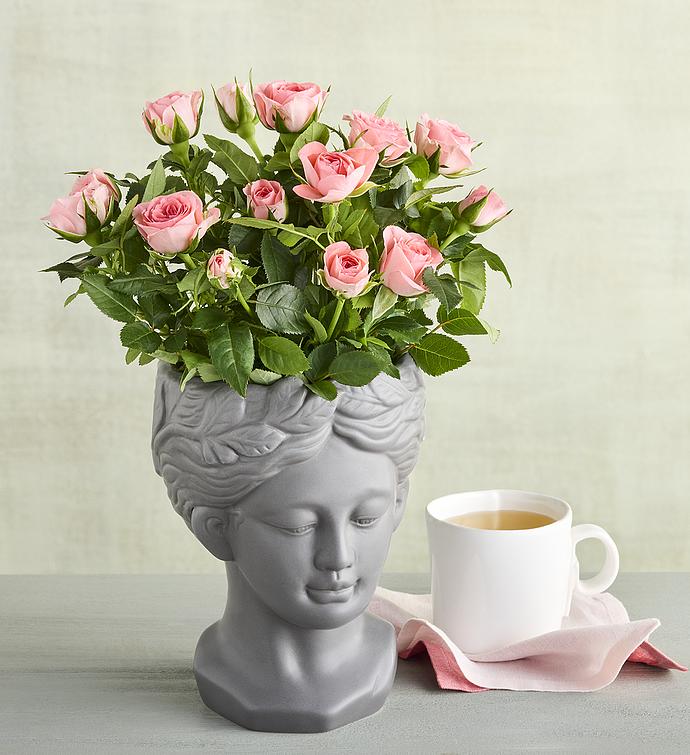 Mini Rose in Bust Planter