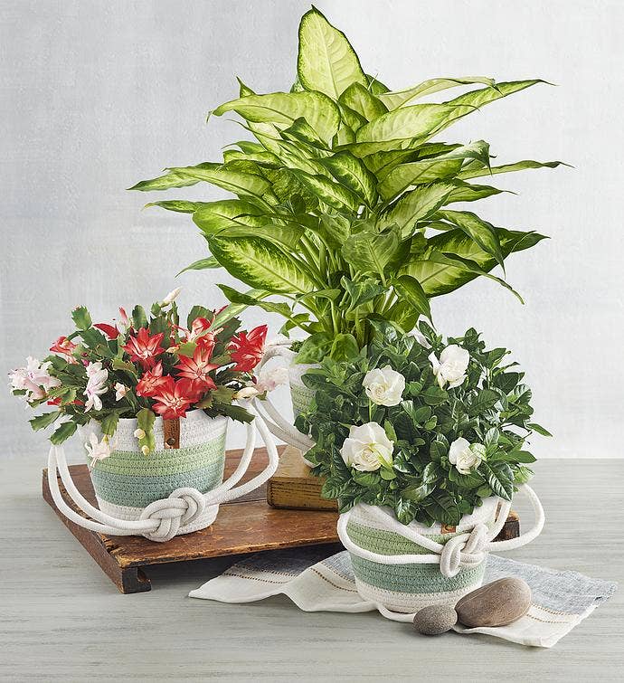 Month Gift Plant of the Month Club