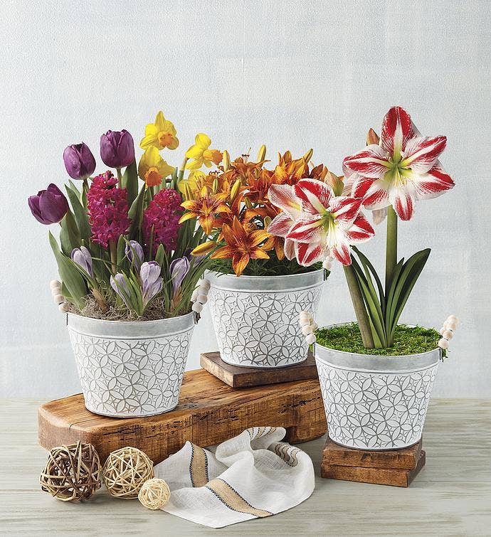 Month Bulb of the Month Club Begins in March