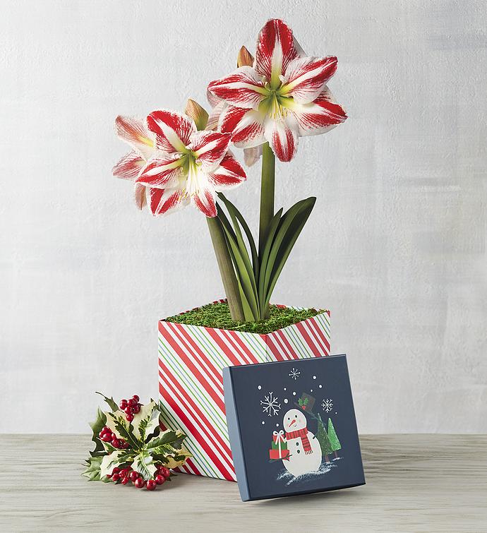 Candy Cane Amaryllis   Single