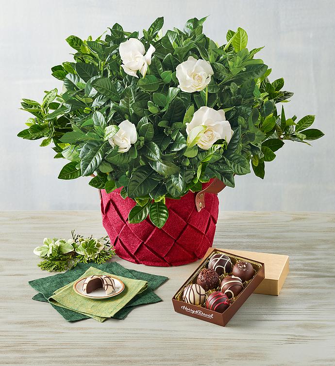 Gardenia with Truffles Gift