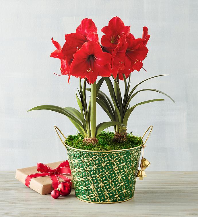 Red Lion Amaryllis Double