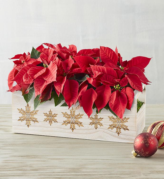 Holiday Mini Poinsettia Trio