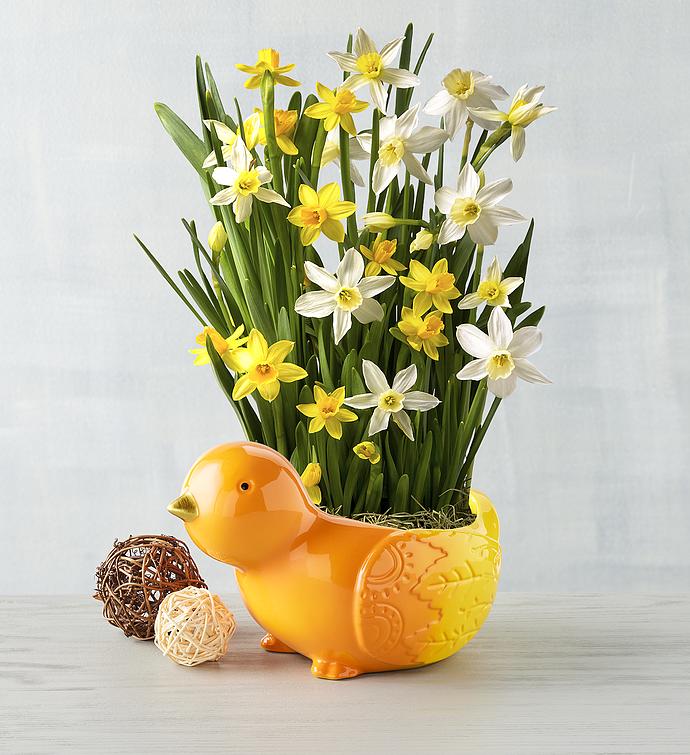 Daffodil Bulb Gardenï¿½in Chick Planter