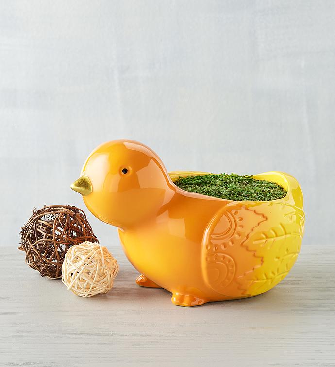 Daffodil Bulb Gardenï¿½in Chick Planter