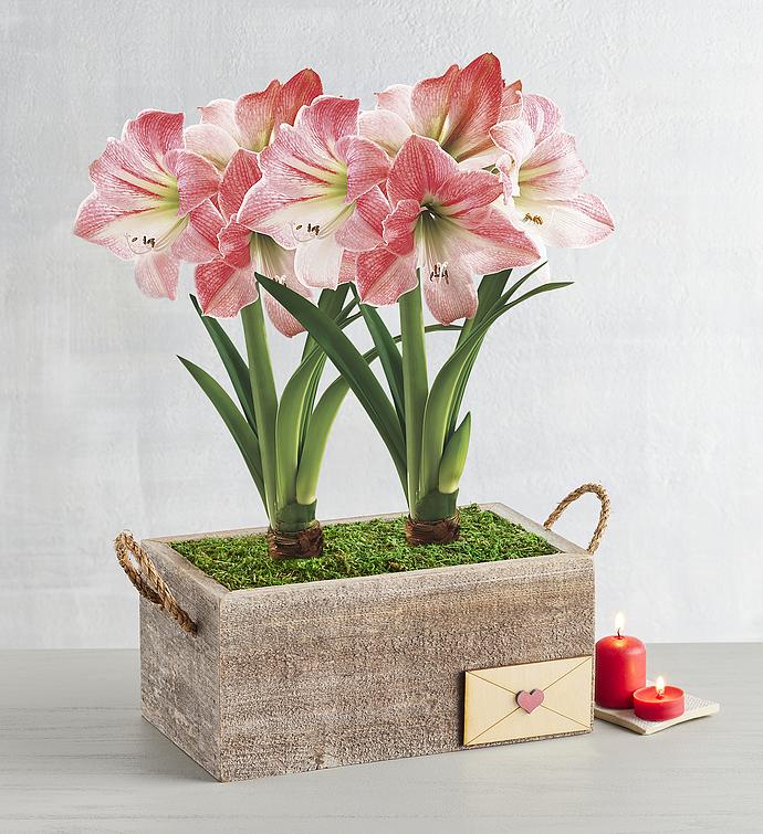 Valentine's Day Apple Blossom Amaryllis Double