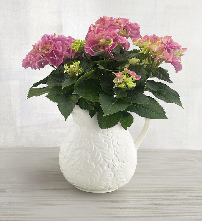 Hydrangea in Pitcher