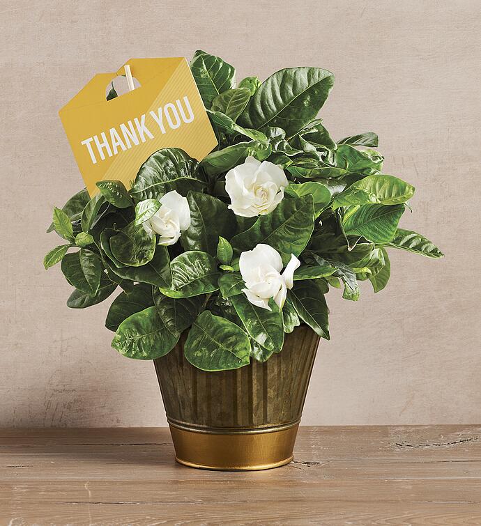 Thank You Gardenia