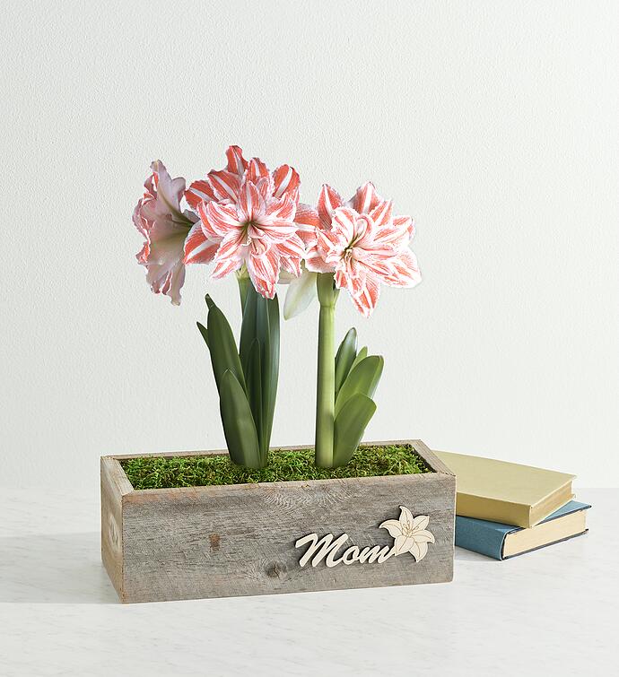 Mother's Day Dancing Queen Double Amaryllis Gift