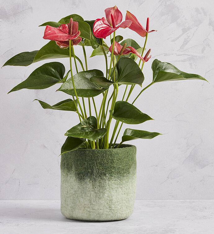 Pink Anthurium Plant | Order Tropical Flowers | Harry & David