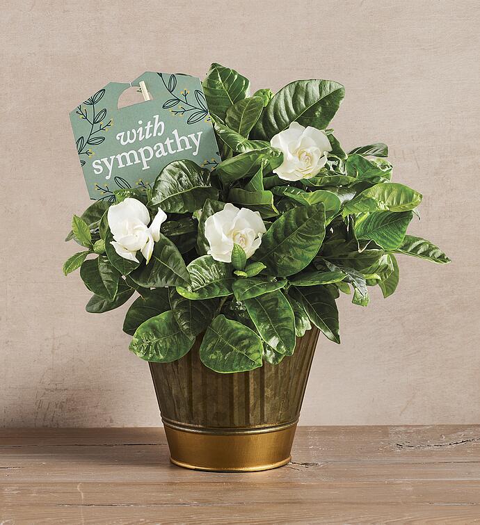 Sympathy Gardenia