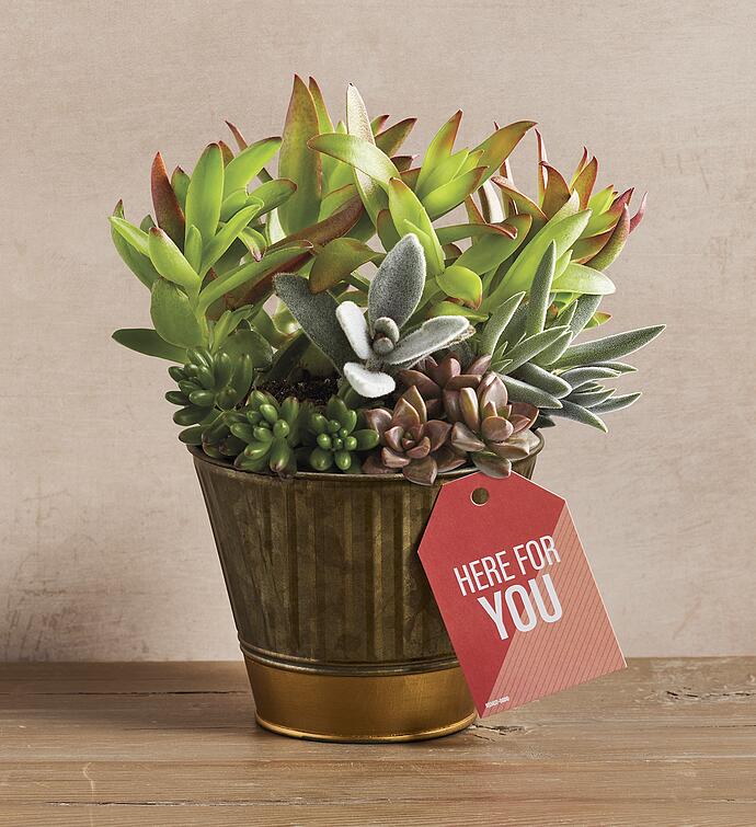 "Here for You" Succulents