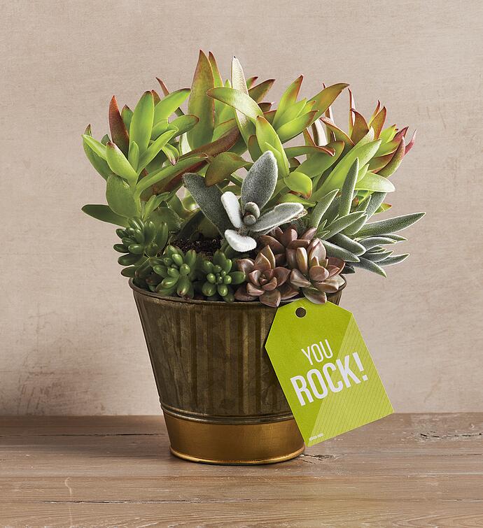 "You Rock" Succulent Gift