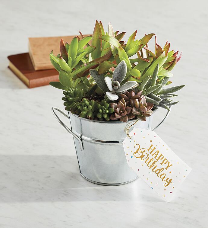 &quot;Have a Happy Birthday&quot; Succulent Gift