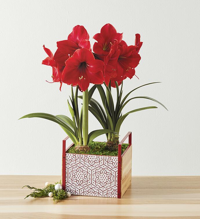 Red Lion Amaryllis - Double