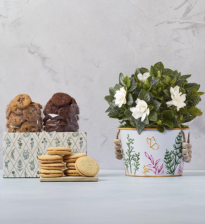 Gardenia with Cookies