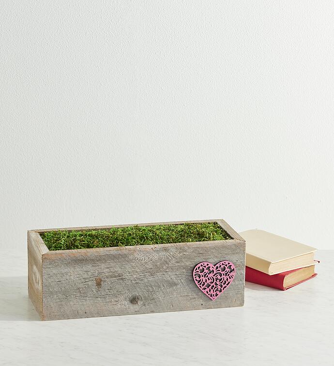 Valentine's Day Apple Blossom Amaryllis Double