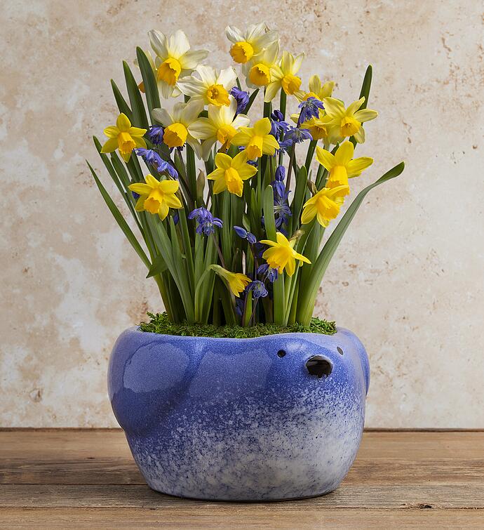 Daffodil Mix in Bird Planter