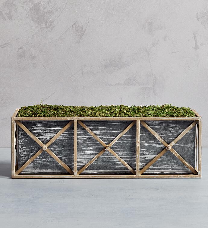 Spring Mums Plant Gift Trio