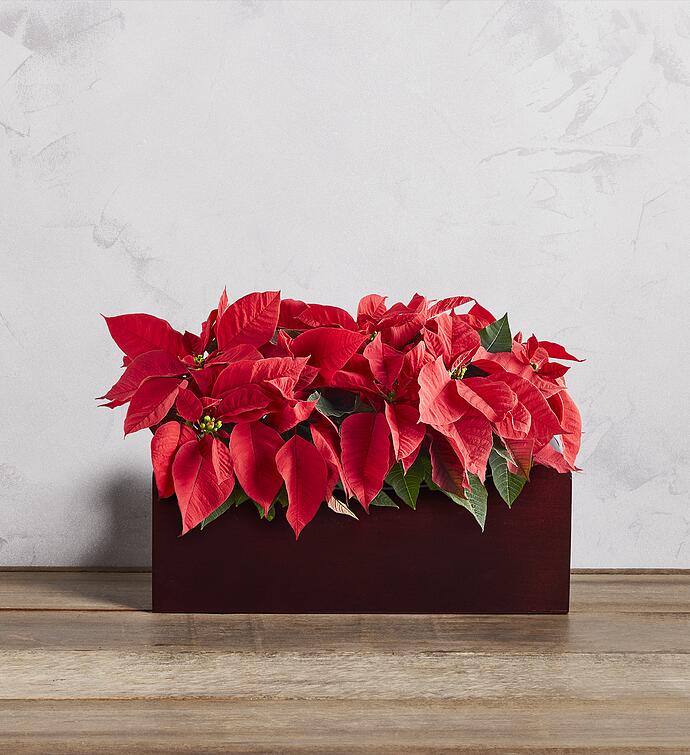 Holiday Mini Poinsettia Trio