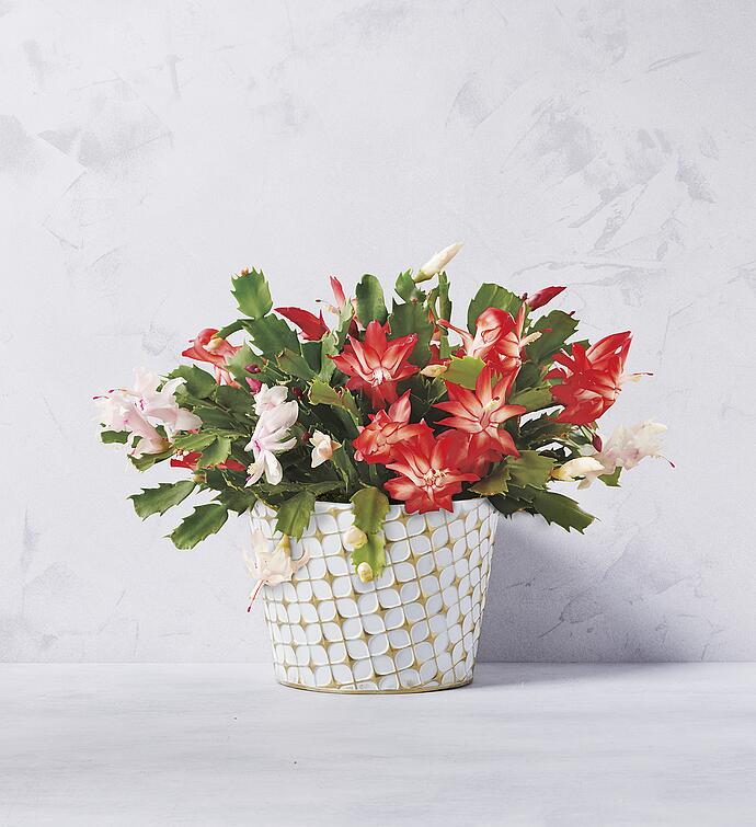 " Christmas Cactus