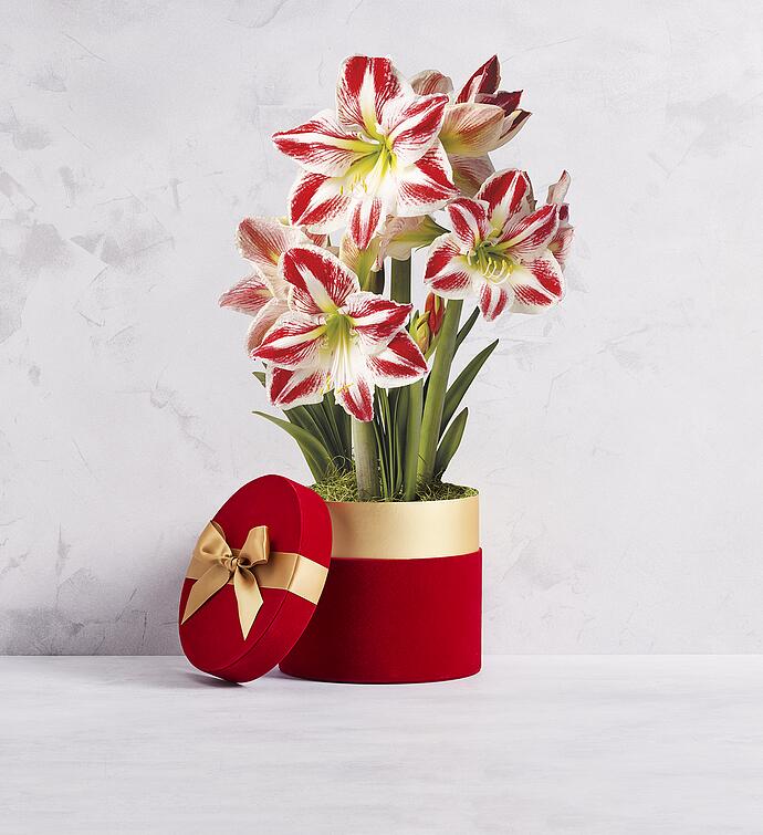 Candy Cane Amaryllis Triple | Harry & David