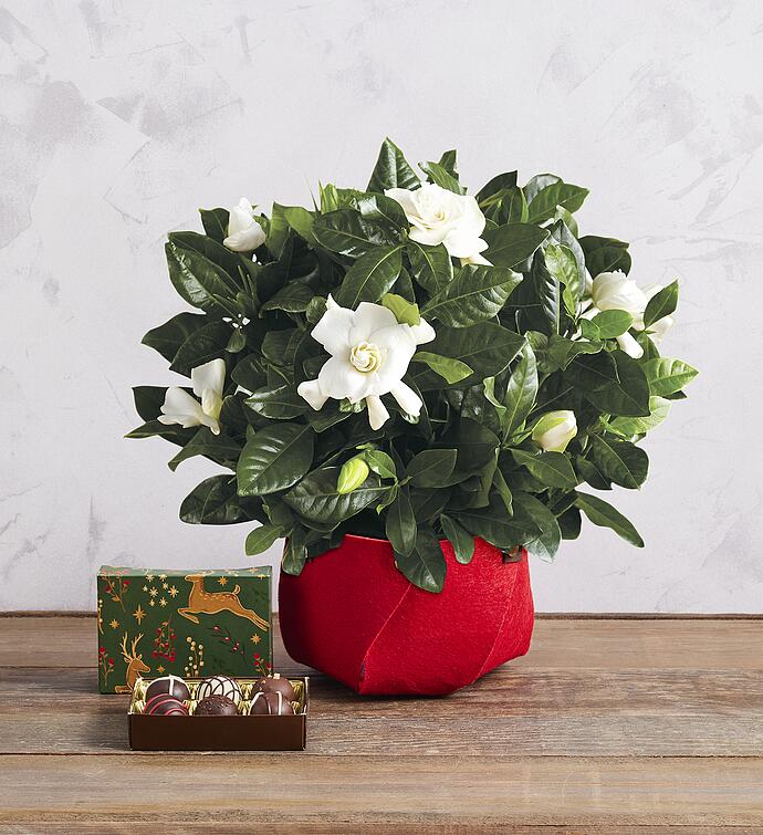 Holiday Gardenia with Truffles Gift